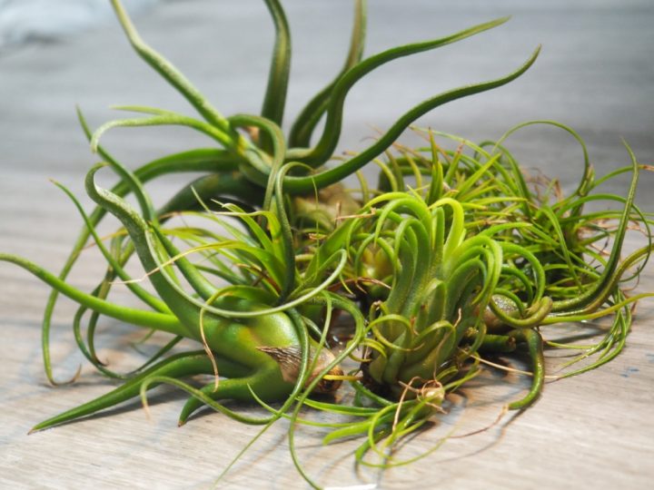 Air-plant-bathroom