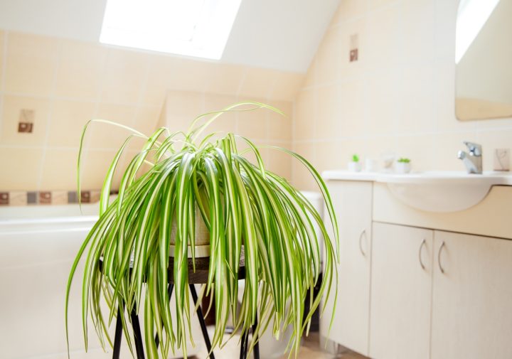 Bathroom-Spider-Plant