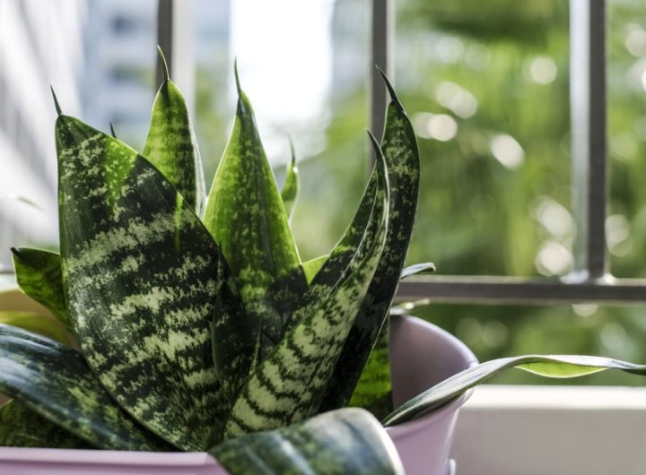 Snake-plant