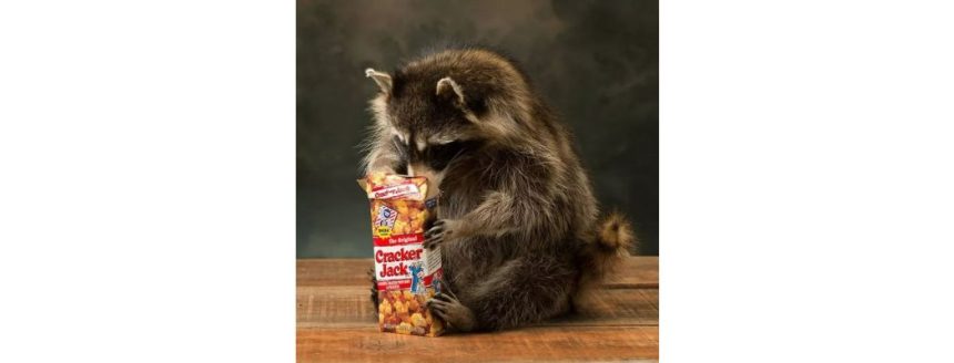 What is the Use of Cracker Jack Racoon Mount?