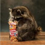 What is the Use of Cracker Jack Racoon Mount?