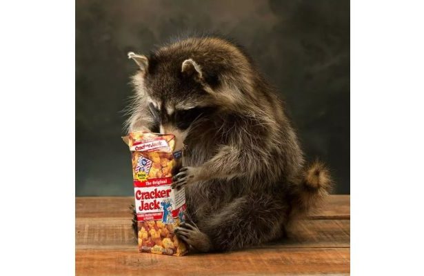 What is the Use of Cracker Jack Racoon Mount?